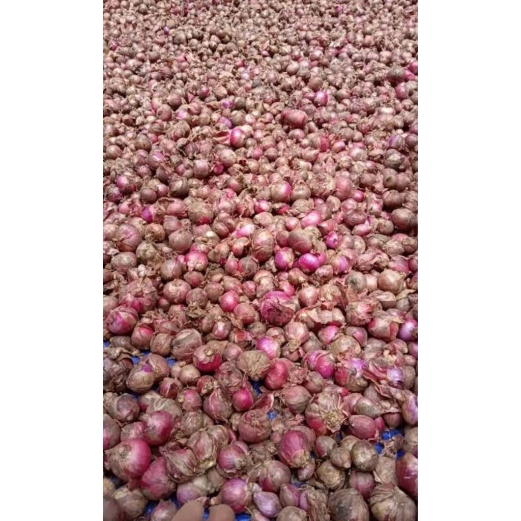 

bawang merah 500gr 1kg ukuran sedang