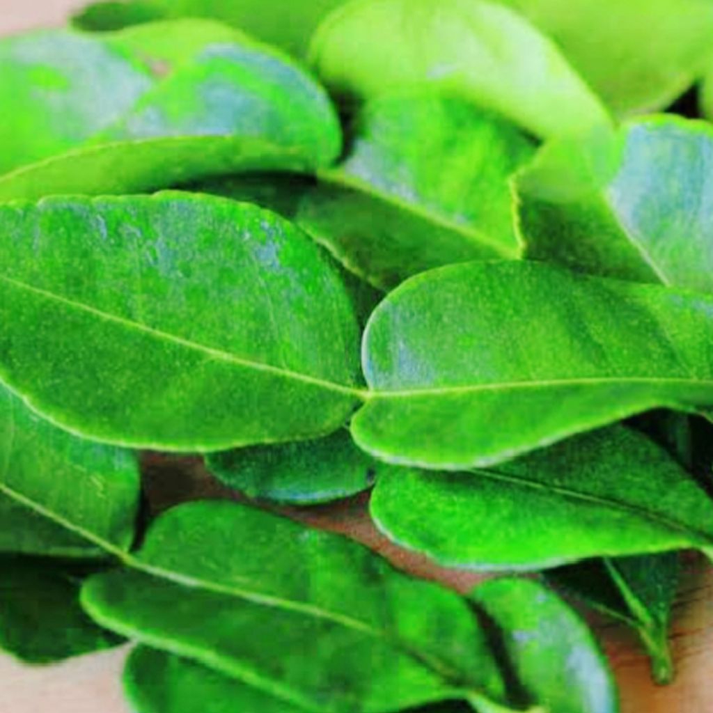 

jeruk purut daun jeruk purut segar rempah segar bumbu dapur masak petik kebun bumbu sambal pecel 50g