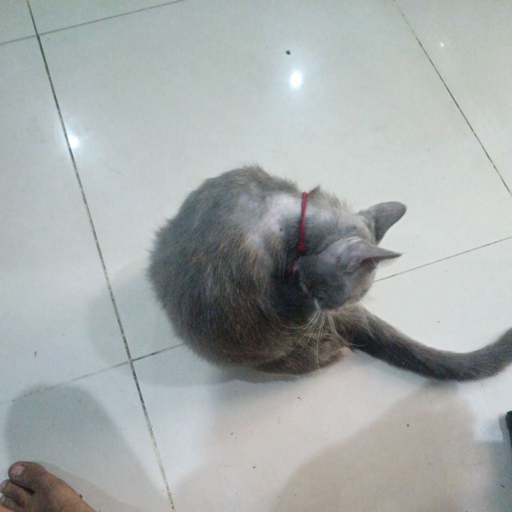 AS PERSENELING SUPRA FIT/ GRAND ORIGINAL AS PERSENELING GRAND AS OPERAN GIGI GRAND AS OPERAN GIGI SU