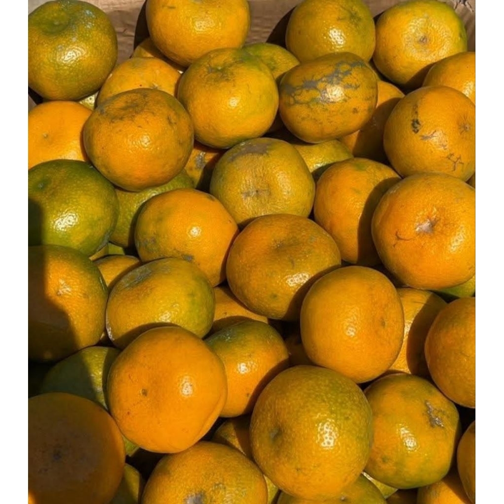 

JERUK MEDAN MANIS/JERUK MEDAN BERASTAGI/500Gram Code-014