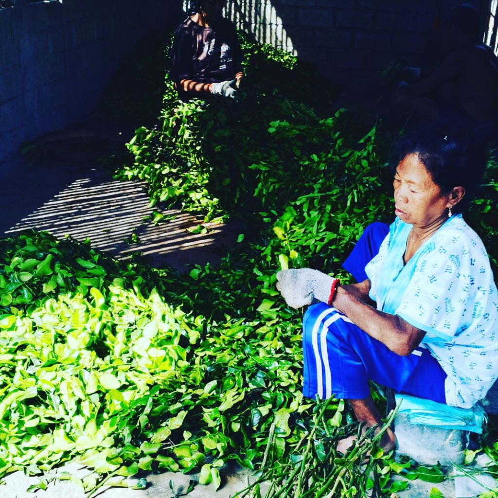 Daun jeruk purut segar jeruk purut bumbu dapur bumbu masak alami bumbu sambal pecel petik kebun 50g