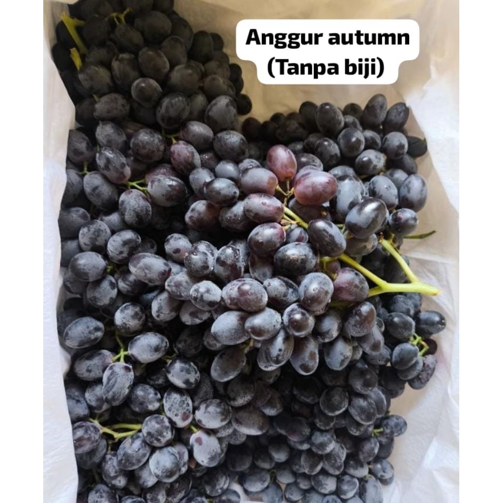 

ANGGUR AUTUMN TANPA BIJI 1 KG