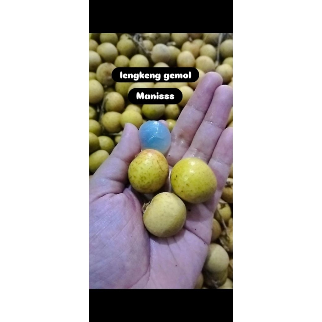 

KELENGKENG / LONGAN MANIS GEMOLL