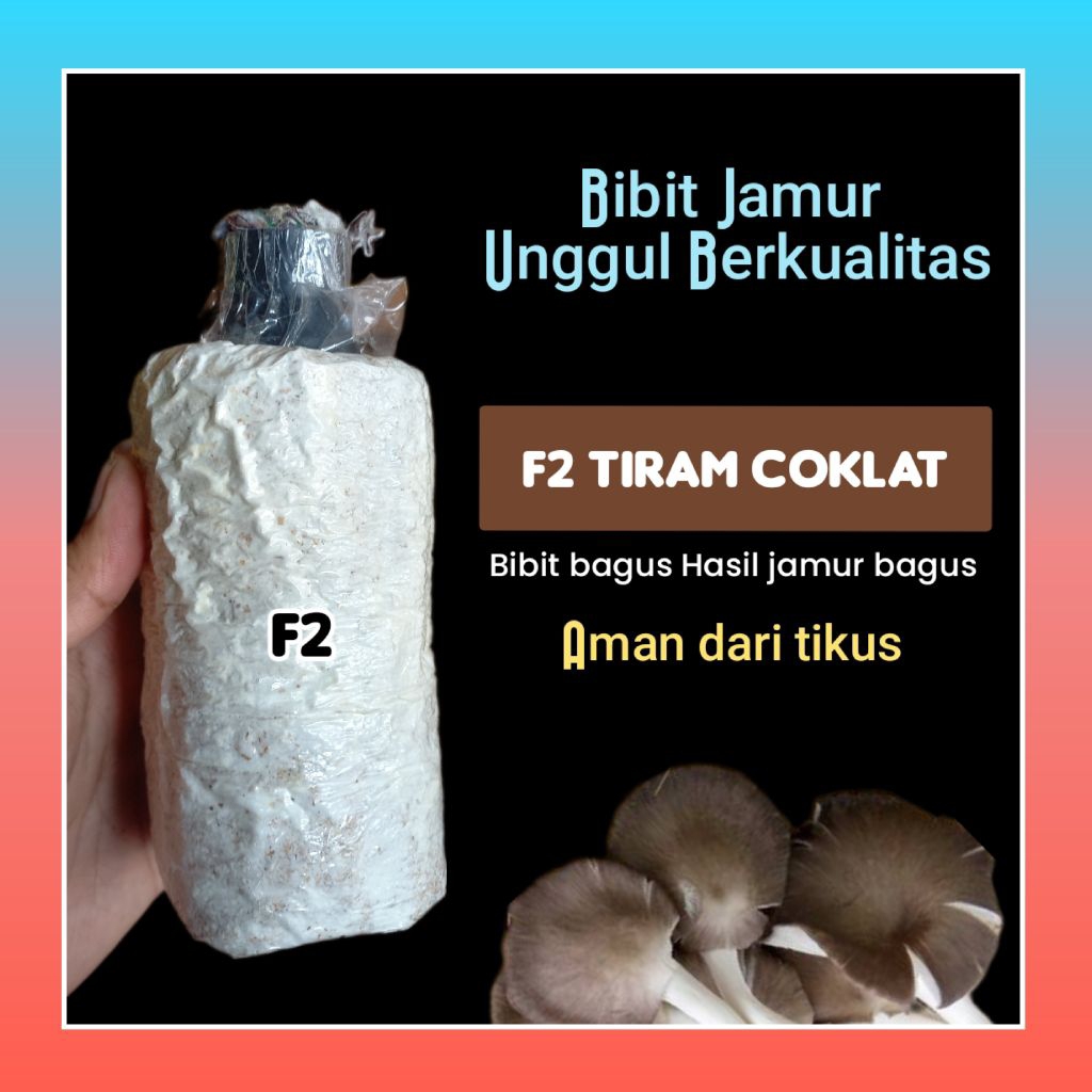 

BIBIT JAMUR F2 tiram coklat unggull, isi lebih banyak!!