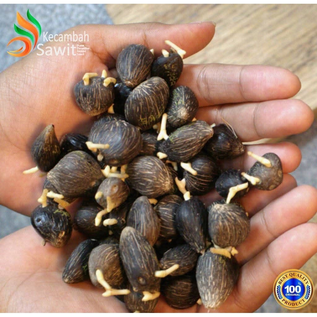 KECAMBAH SAWIT PPKS MEDAN UNGGUL BERSERTIFIKAT