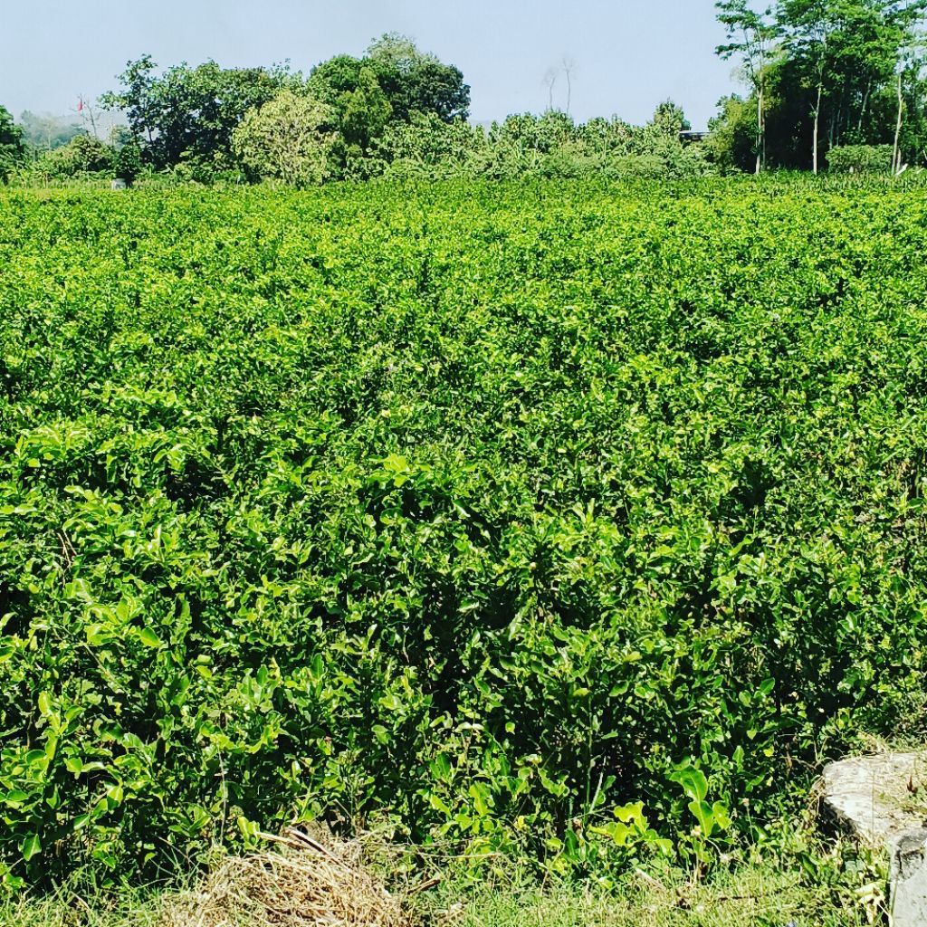 

Jeruk purut daun jeruk purut segar rempah bumbu dapur daun bumbu masak bumbu sambal pecel 50 gram