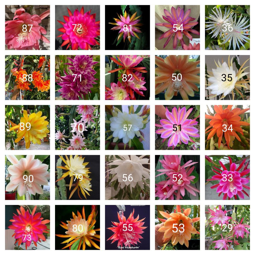 Tanaman hias gantung Wijaya Kusuma paket 25 macam jenis bunga