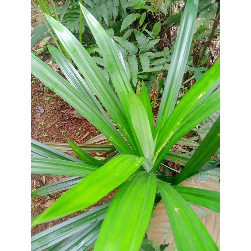 

Daun Pandan Segar Organik