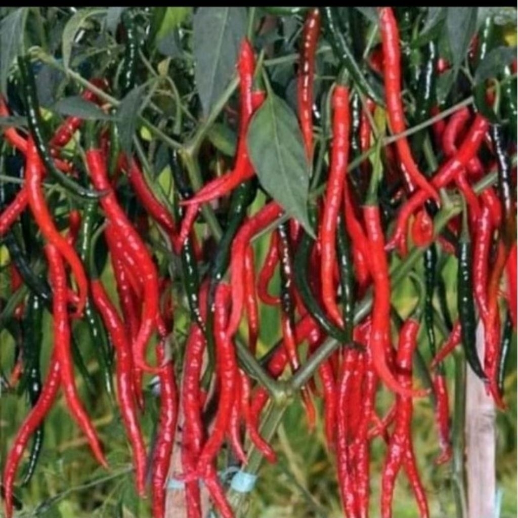 Benih Cabe lokal siboras 20gr