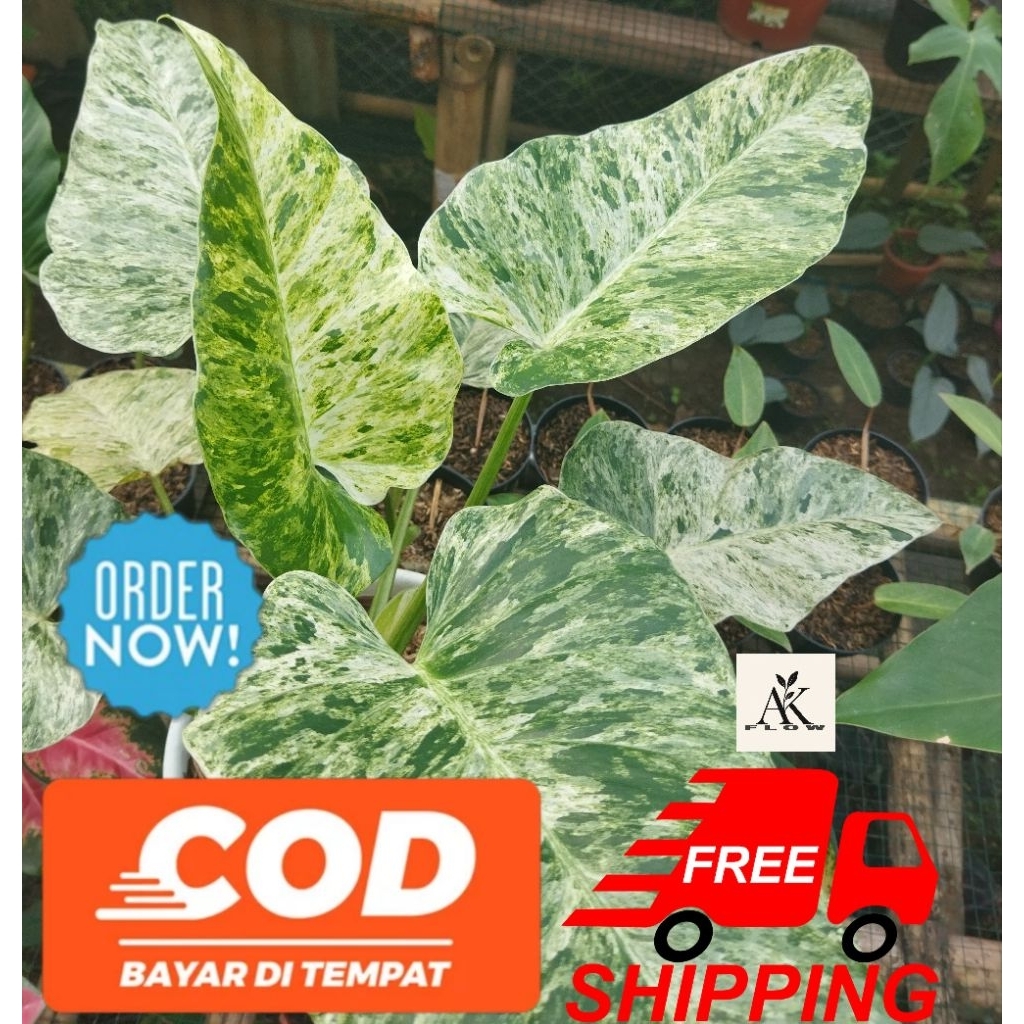 Philodendron marble variegata / philo marble varigata termurah