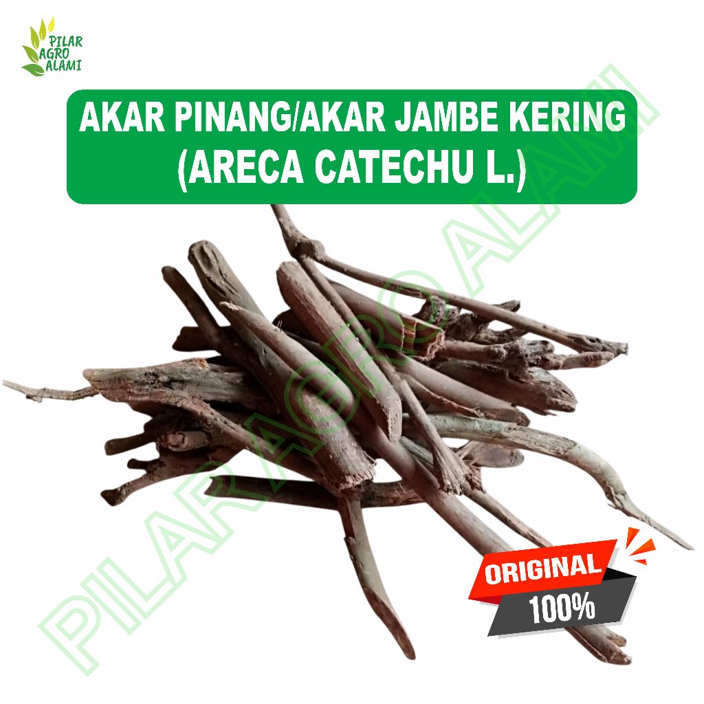 

Akar pinang/jambe kering untuk jamu kesehatan