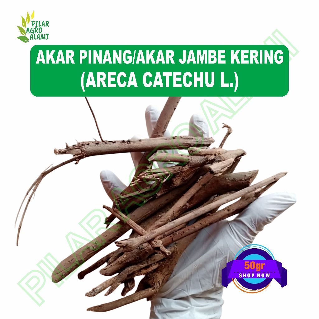 Akar pinang/jambe kering 50gr untuk jamu kesehatan