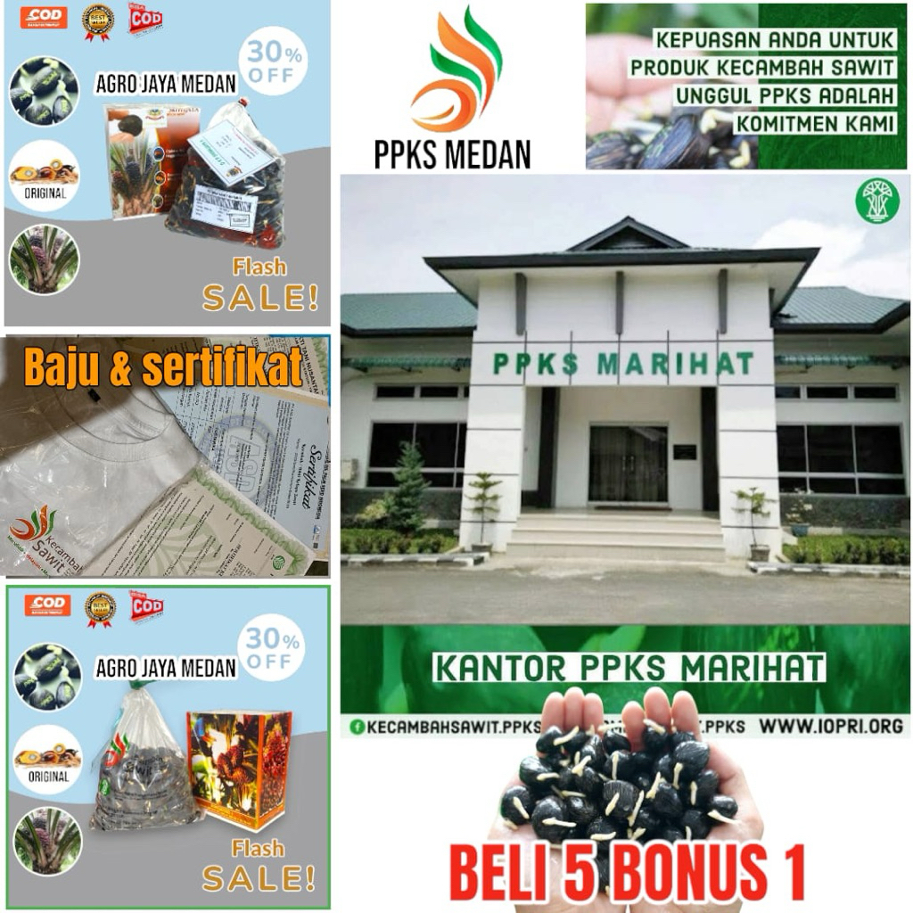Bibit Benih Kecambah Sawit PPKS MEDAN Super Unggul Bersertifikat