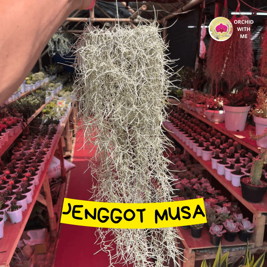 JENGGOT MUSA