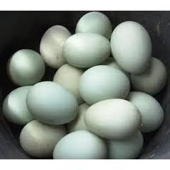 

Telur Bebek Hijau Telur Bebek Putih