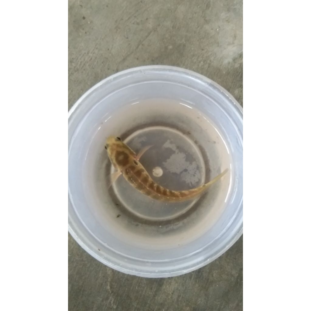 hiasan aquarium Channa asiatica ws 10 /11cm