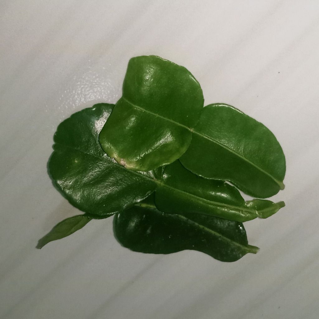 

Daun Jeruk Purut Segar|Kebun Sendiri|Tanpa Bahan Kimia