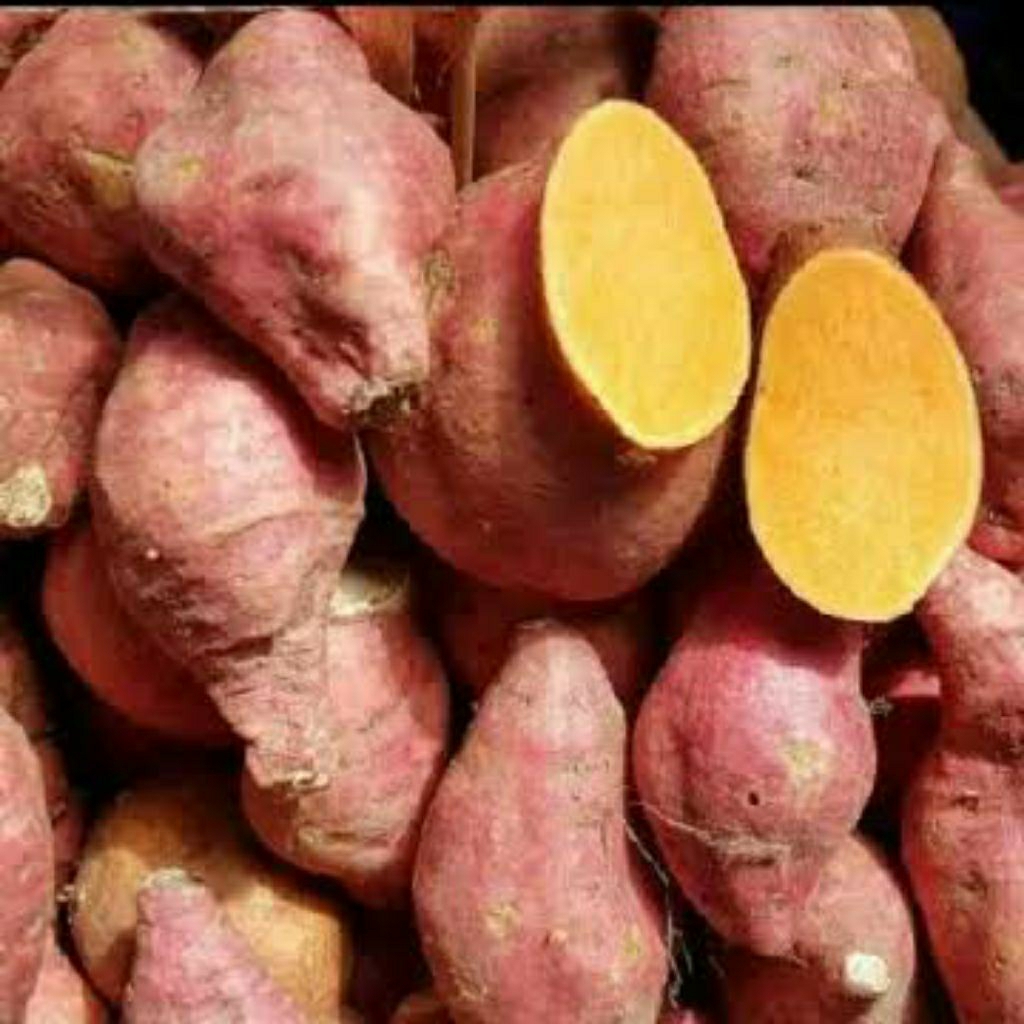 

UBI MADU (GARNET)MANIS PULEN MENTAH 1KG ISI 4-5-6 (BISA COD)