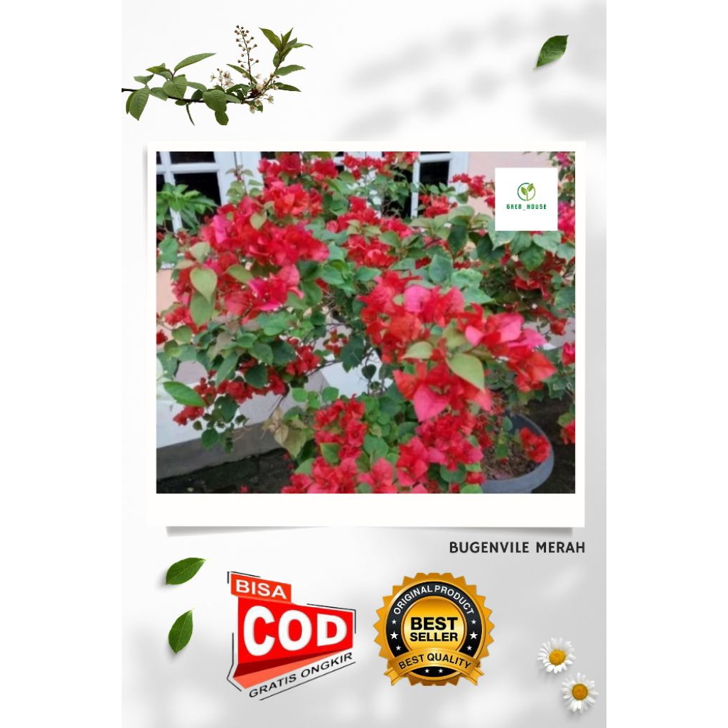 Tanaman Hias Bugenvil Merah red chili/merah putih