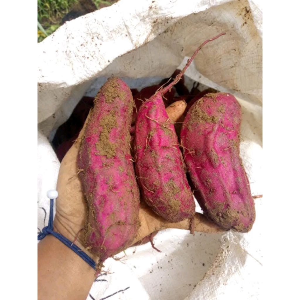 

UBI Ungu cilembu A(SUPER)isi 1KG khusus panggang ,kukus dan lain lain