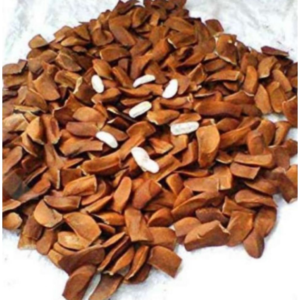 

biji mahoni kering 100 gr