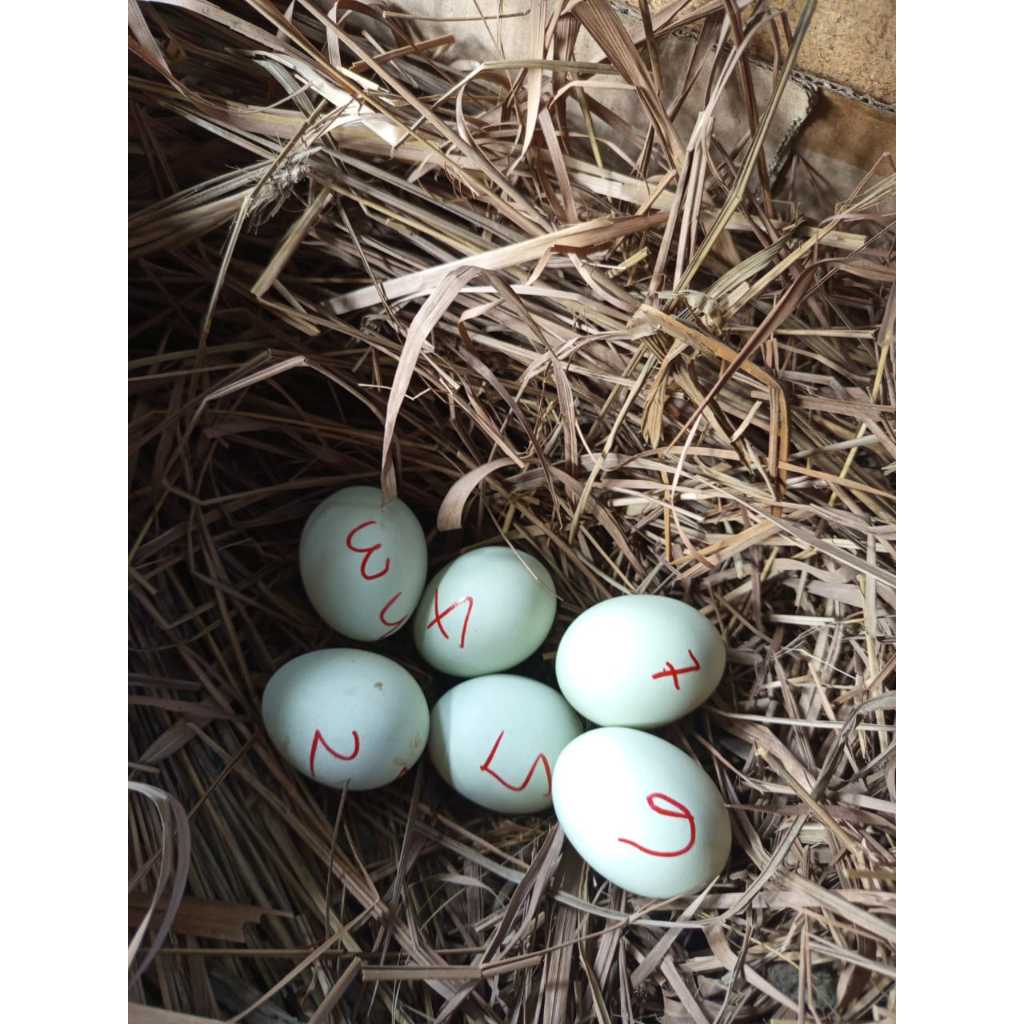 Telur fertil ayam hias birma warna ijo, hijau, mangon dan pakhoy