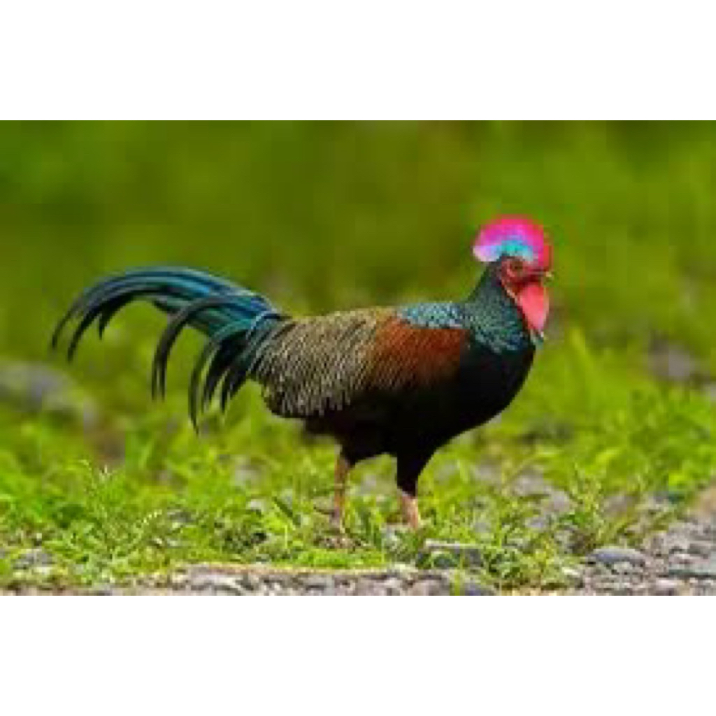 

TELUR FERTIL AYAM BEKISAR UNTUK DITETASKAN