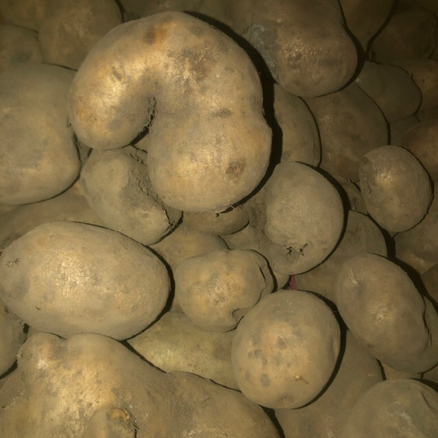 

KENTANG SORTIR BS/RIJEK 1 KG