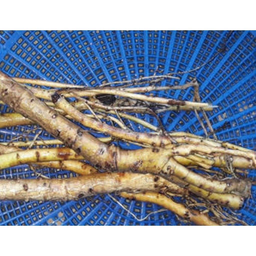 

Akar pohon waru asli organik berat 500gr sudah bersih rempah asli nusantara