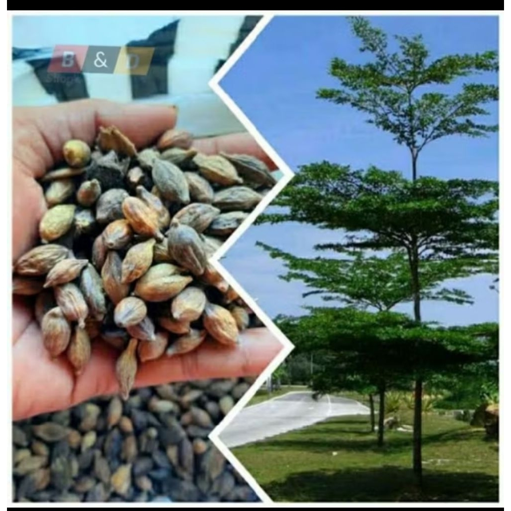 Biji Ketapang kencana