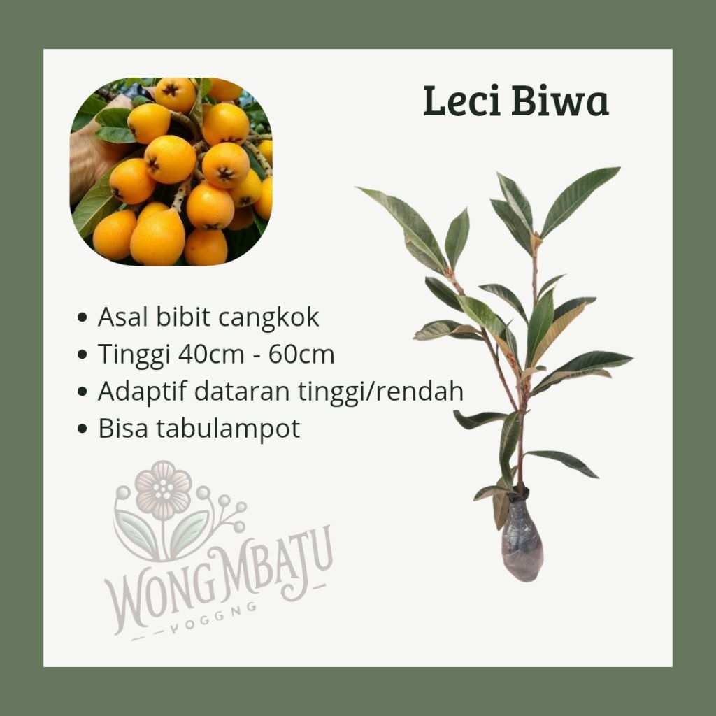 Bibit Tanaman Buah Leci Biwa Leci Kuning