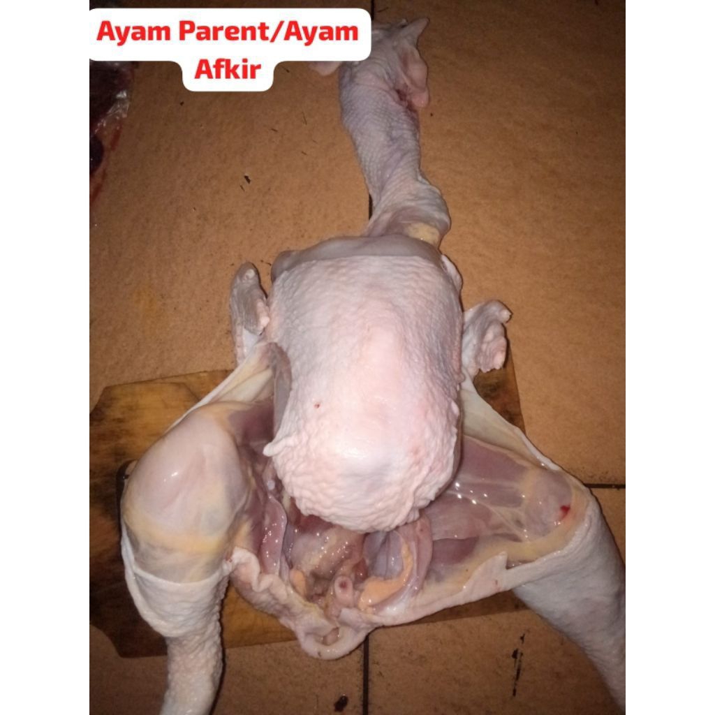 

Ayam Merah / Ayam Parent / Ayam Petelur Afkir Per Ekor (Daging Segar)