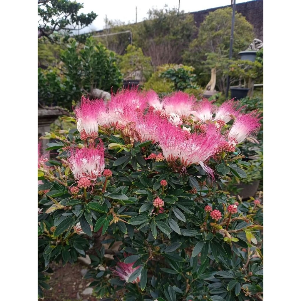 bibit bunga kaliandra suriname original besar