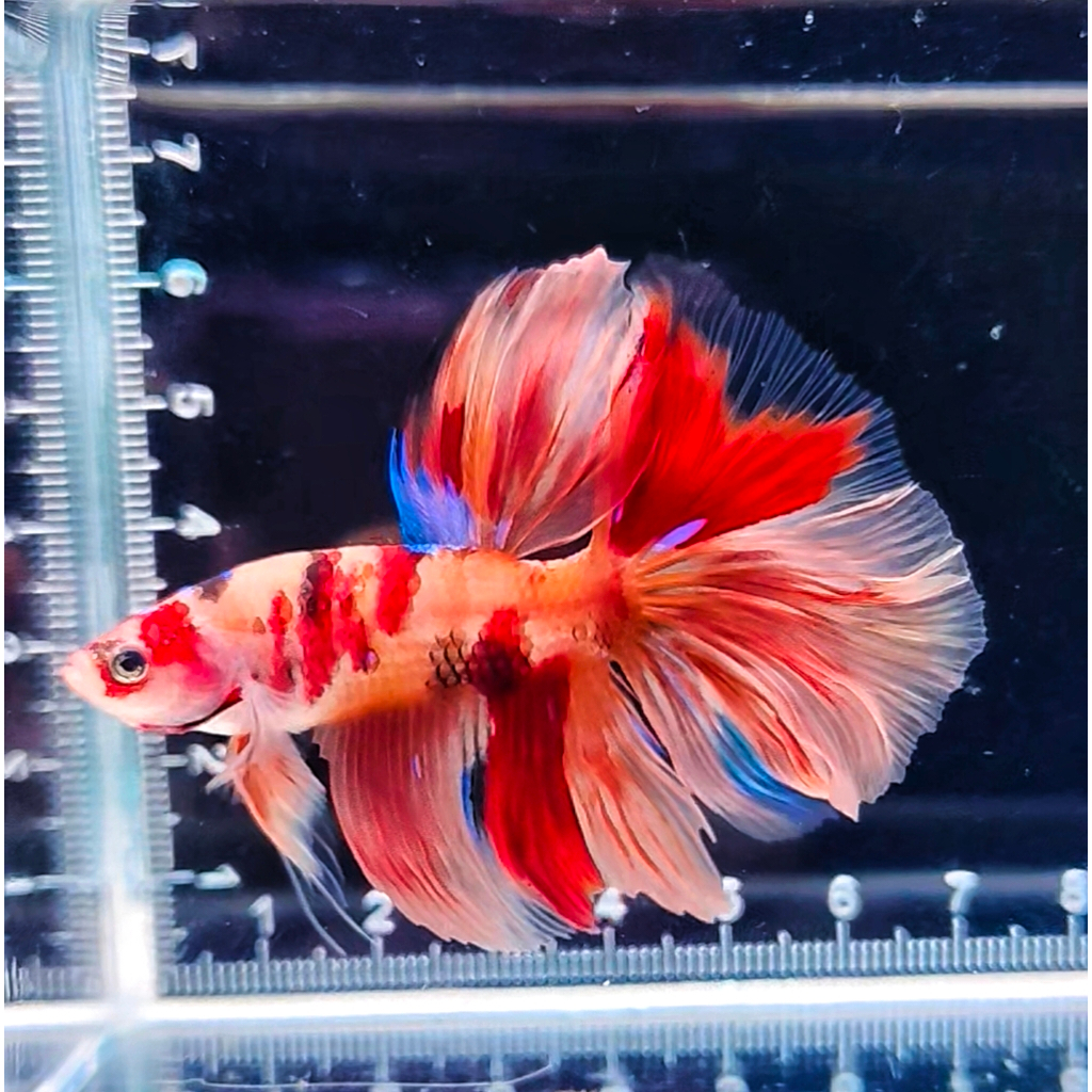 Cupang Plakat Halfmoon Dumbo Ear FCCP Fancy Hellboy Avatar Betta Fish (FOTO ASLI / TIDAK RANDOM) PAR