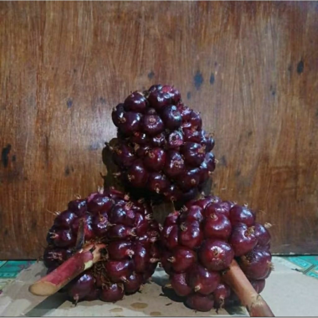 

BUAH KECOMBRANG MERAH 1 KG HONJE LAKA