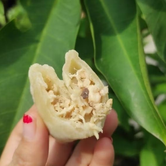 

Cireng Isi Ayam Suwir Original isi 8 (baca deskripsi)