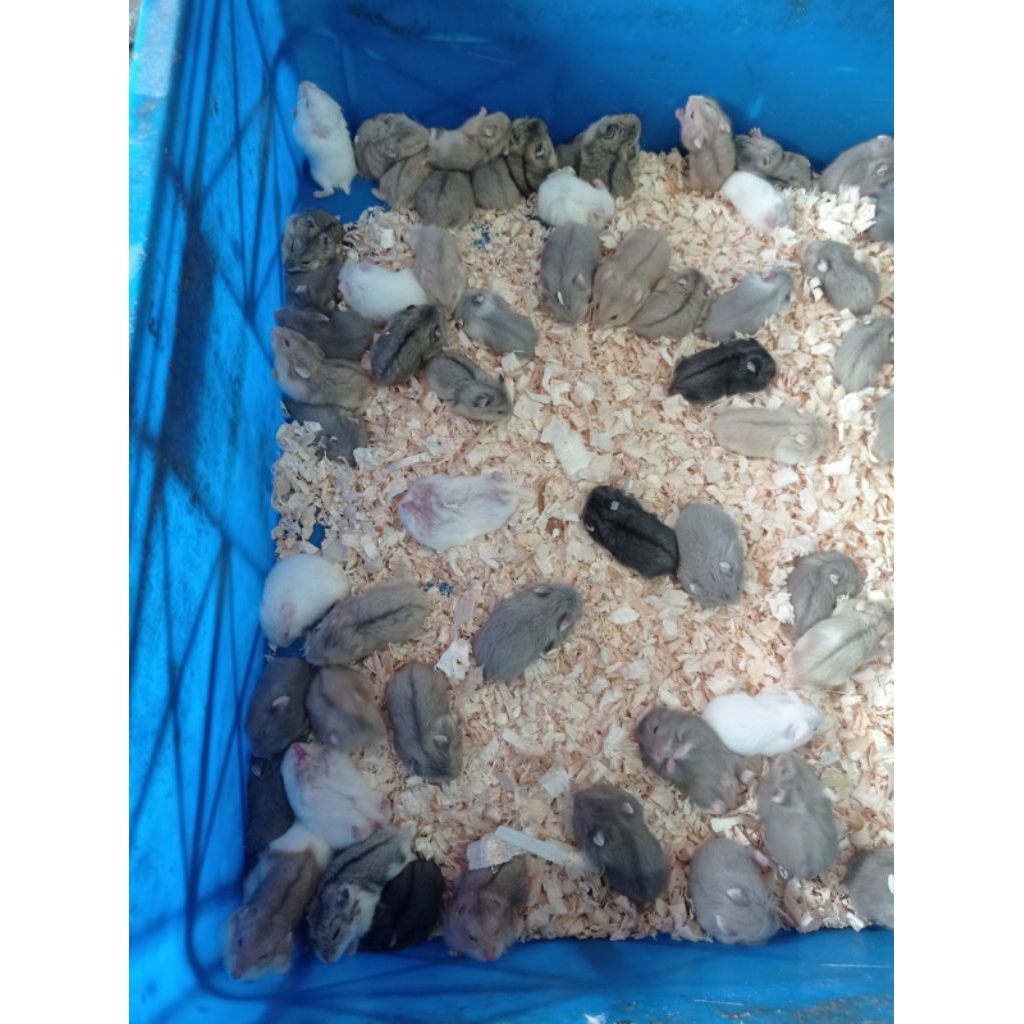 hamster Campbell polos/panda/dominan (anakan)