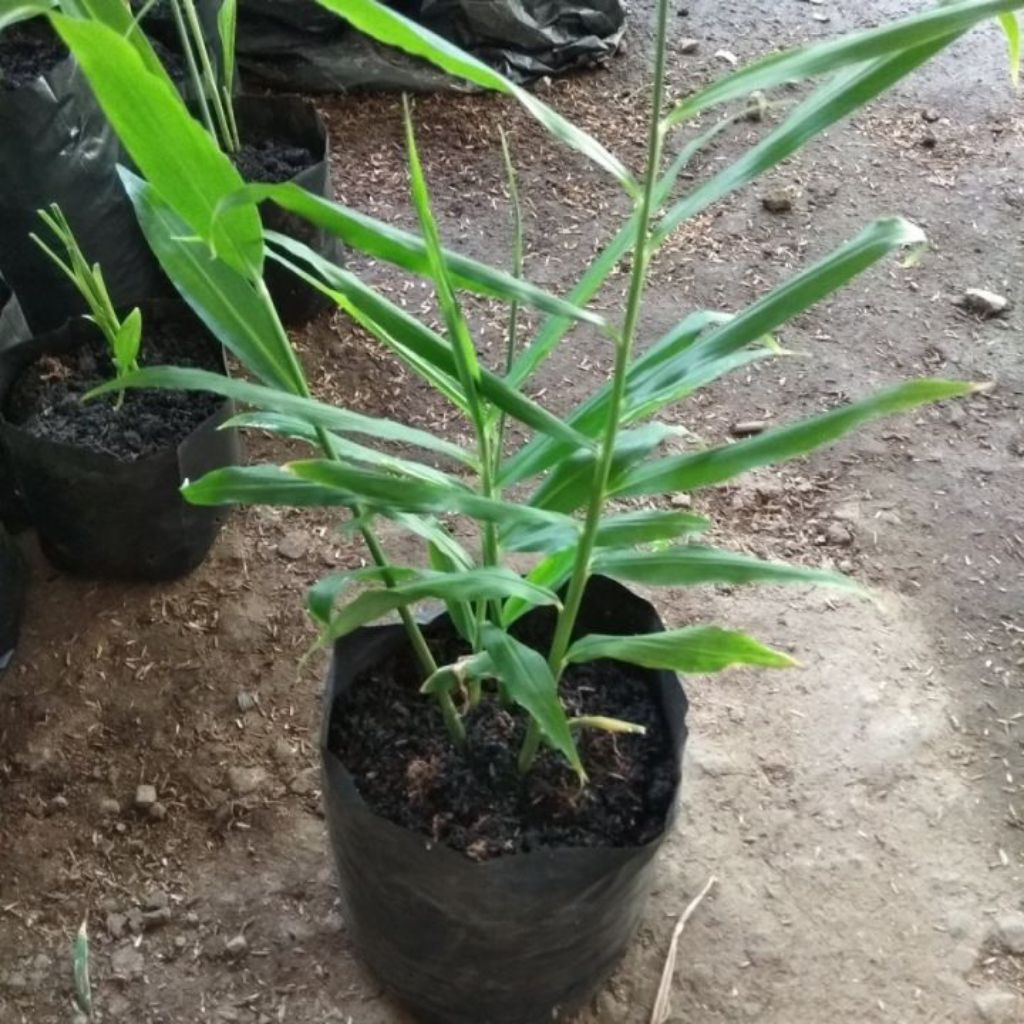 bibit jahe emprit || bibit jahe putih siap tanam|| bibit tanaman herbal