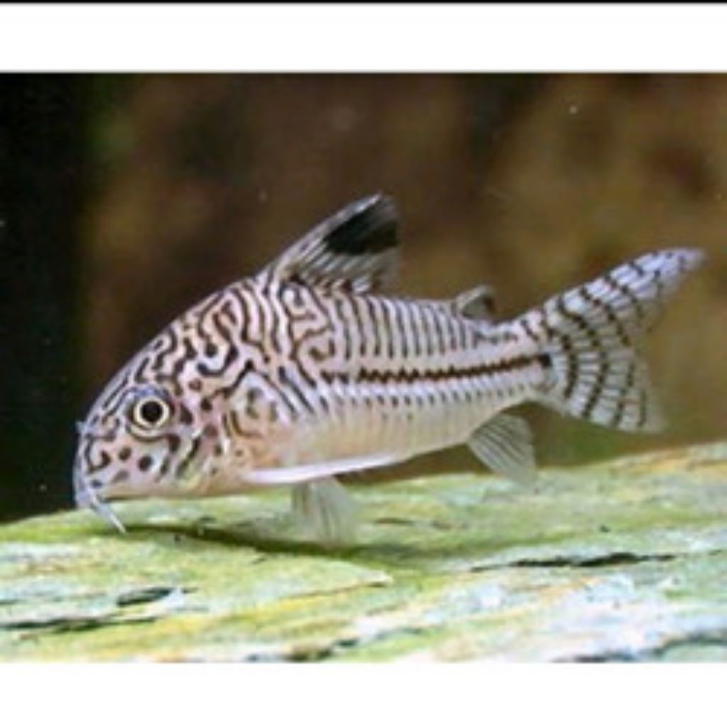 kebutuhan hiasan corydoras juli corydoras jully
