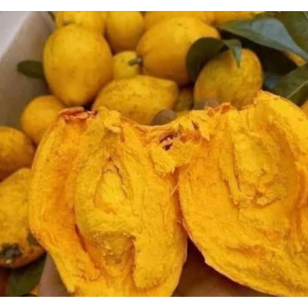 

sawo mentega buahalkesa1kg siap redy