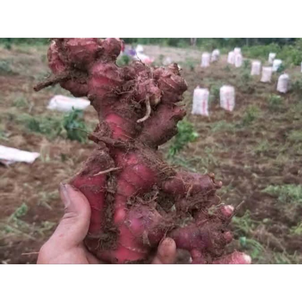 

Jahe Merah Super 1kg