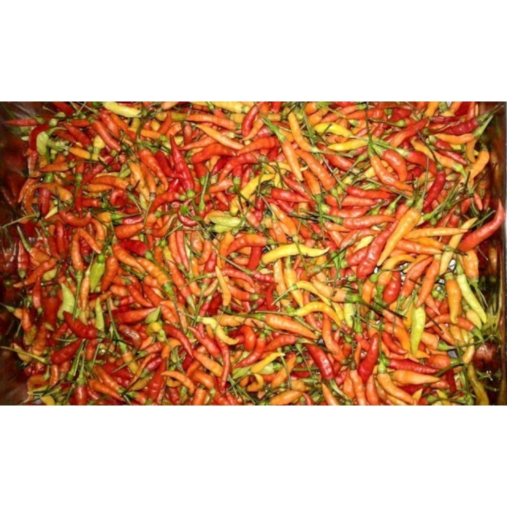 

lombok / cabe / cabai / sambal sambel