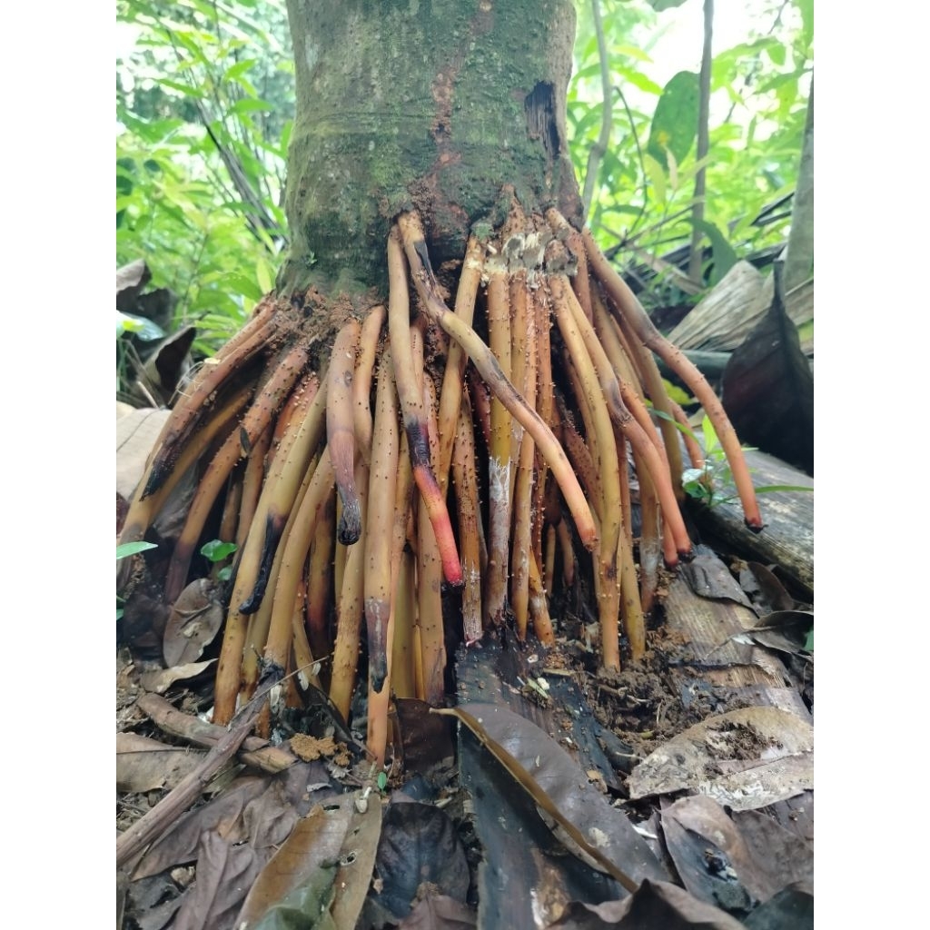 

akar pinang segar 1kg untuk stamina keperkasaan pria