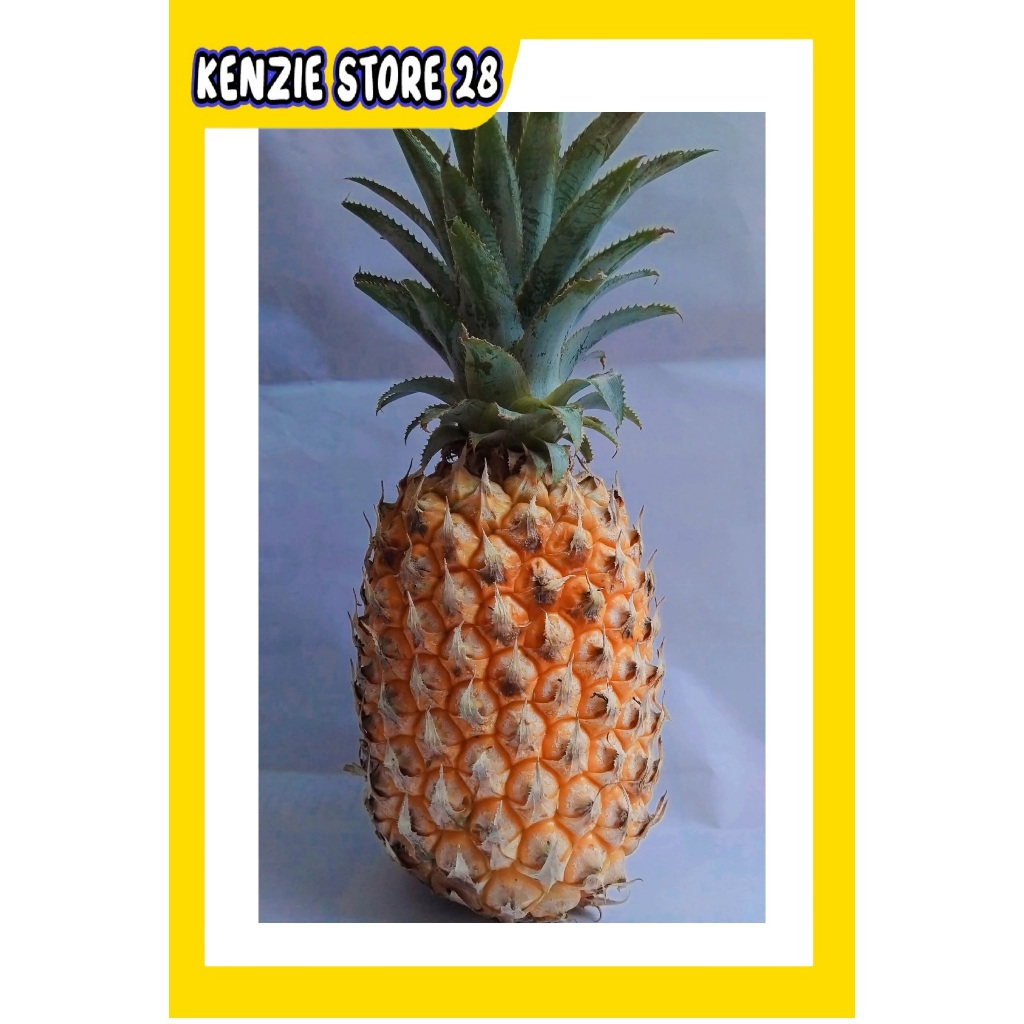 

Nanas Madu Gunung Kelud Kediri berat -+ 1 Kg