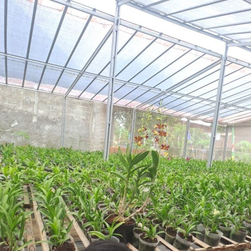 dendrobium Anggrek Pot Hitam