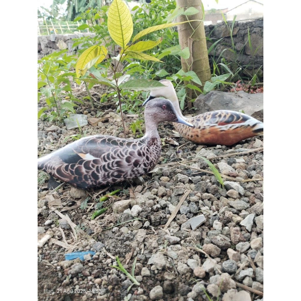 Jontrot Pikat Belibis Batu / Patung Pemikat Belibis Batu