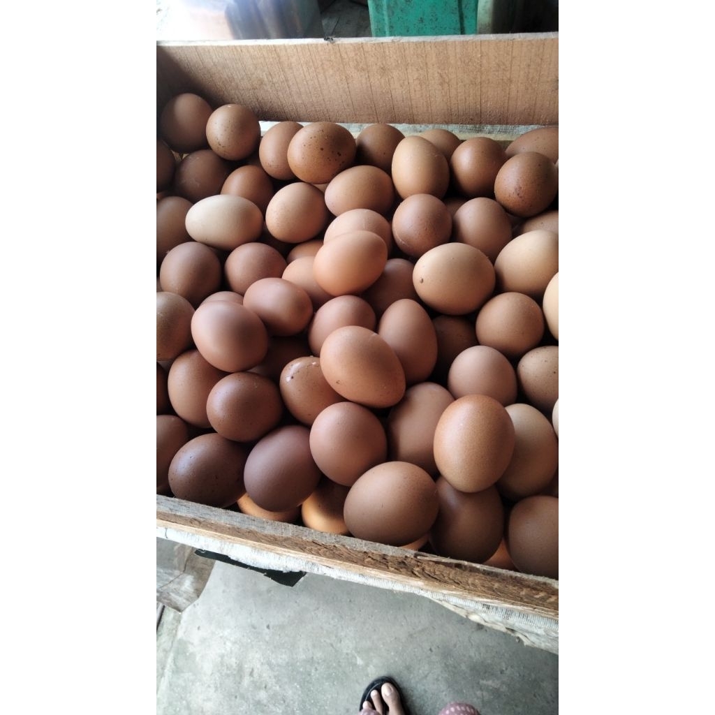 

Telur ayam harga per 1 kg