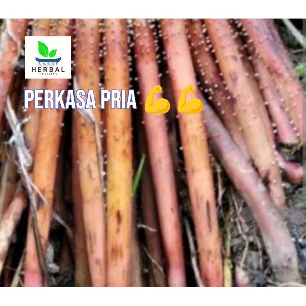 

akar pinang muda segar fresh 500 gram