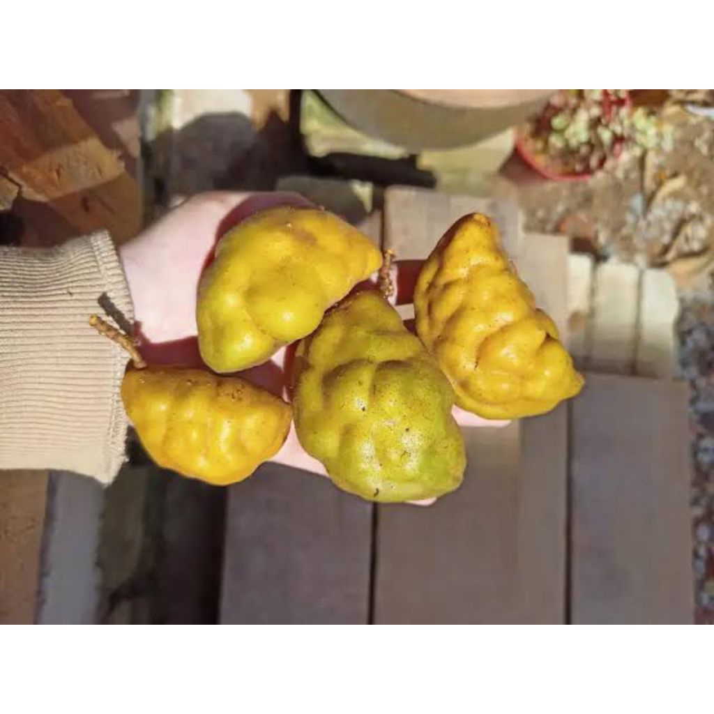 buah pukih - buah namnam fresh per 500 gr