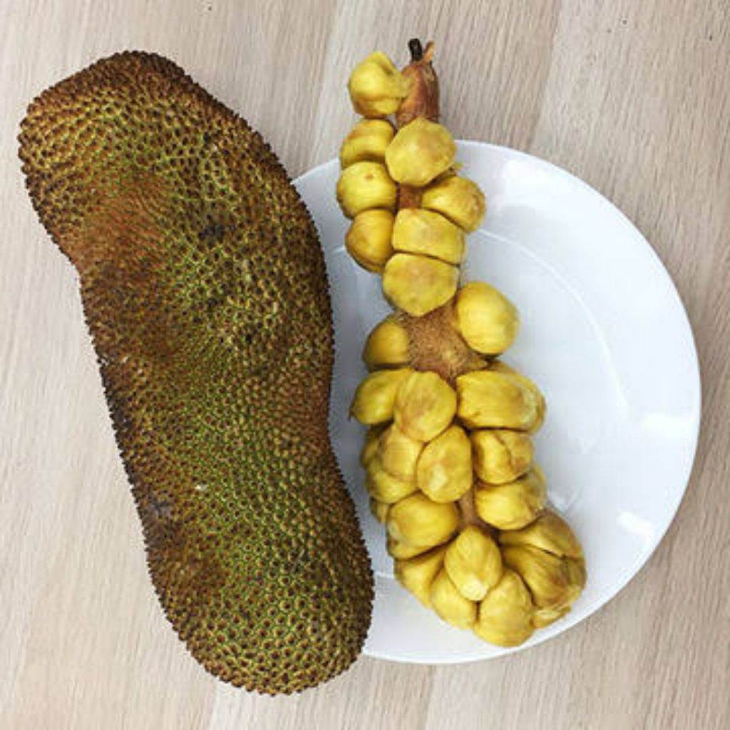 

buah campedak utuh fresh